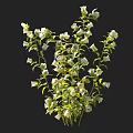 Fresh White Flowers With Green Leaves And Multiple Blooms In Bunch