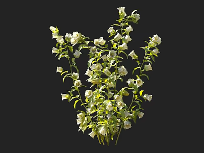 Fresh White Flowers With Green Leaves And Multiple Blooms In Bunch 3d model