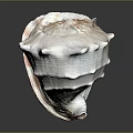Conch Shell With Spiral Shape Pointed Edges Pink White Textured Surface On Dark Reflective Background 3d model