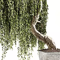 Weeping Willow Bonsai Potted Plants with Curved Trunk and Lush Leaves in Gray Pot