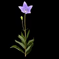 Modern Platycodon grandiflorum 3d model
