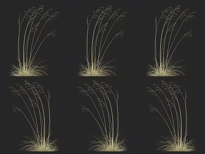 Ornamental Grass with Slender Stems and Feathery Plumes for Garden Landscape Design 3d model