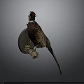 Taxidermy Pheasant Mounted on Wall with Circular Base Against Grey Background and Vibrant Feathers