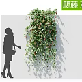 Modern Vine 3d model
