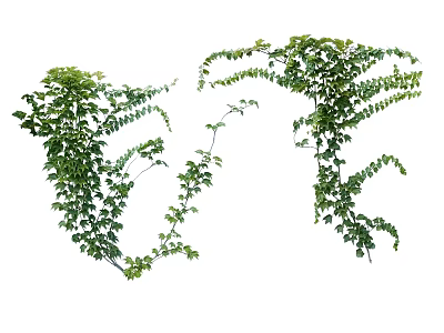Lush Green Vines With Fresh Leaves For Natural Decorative Design 3d model