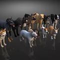Various Different Dog Breeds Standing Together On Shiny Reflective Surface
