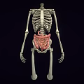 Medical Device Anatomical Model Displaying Human Skeleton And Digestive Organs