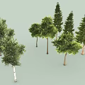 Various Types of Trees with Lush Green Foliage Different Heights and Natural Trunk Details