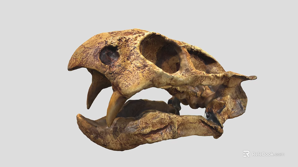 Prehistoric Animal Skull Fossilized Remains With Large Teeth And Skeleton Structure 3d model 