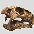 Prehistoric Animal Skull Fossilized Remains With Large Teeth And Skeleton Structure