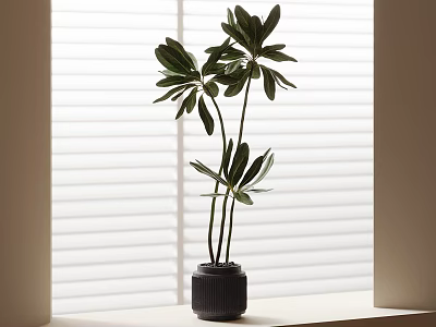 Bonsai Potted Plant On Window Sill With White Blinds Green Leaves And Dark Pot 3d model