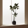 Bonsai Potted Plant On Window Sill With White Blinds Green Leaves And Dark Pot