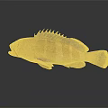 Vibrant Brown And Yellow Striped Aquatic Fish With Fins And Reflection On Dark Background