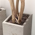 Bonsai Potted Plants With Slender Branches In Square Concrete Pots For Indoor Decor
