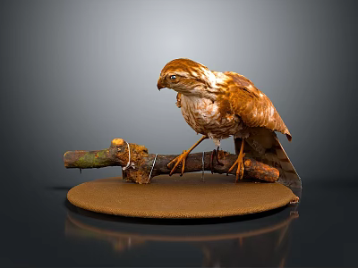 Brown Falcon Perched on Tree Branch with Circular Base Against Dark Background 3d model