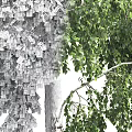 Tall Birch Tree With White Trunk Black Spots And Lush Green Leaves