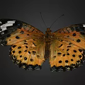 Vibrant Orange Butterfly With Black Spots And White Markings On Delicate Patterned Wings