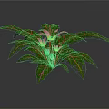 Tropical Indoor Plant With Green Leaves Pink Stripes And Pink Flowers