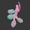 Detailed 3D Anatomical Organ Model With Vascular Structure For Medical Teaching