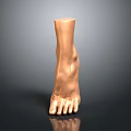 3D Model of Man's Foot Featuring Realistic Anatomical Details and Digital Rendering Design