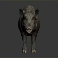 Realistic 3D Wild Boar Model With Rough Fur And Open Mouth