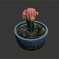 Pink Cactus with Colorful Clusters in Blue Pot with Brown Base and Soil