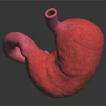 Human Abdominal Organ Stomach Anatomical Structure 3D Rendering Medical Visualization Model 3d model