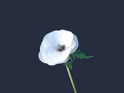 Stunning White Flower in Vase with Bee and Green Leaves on Dark Blue Background 3d model