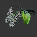 Modern Butterfly Caterpillar Caterpillar Color Butterfly 3d model