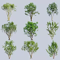 Various Green Leafy Tree Varieties with Different Canopy and Branch Shapes 3d model
