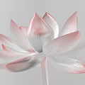 Transparent Pink White Gradient Lotus Flower With Textured Petals On Grey Background