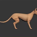 3D Rendering of Standing Hairless Cat With Light Orange Color and Gray Background