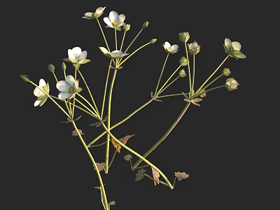 Small White Flowers With Green Stems And Buds On Dark Background 3d model