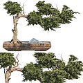 Lush Green Bonsai Tree With Twisted Trunk In Wooden Rectangular Pot And Decorative Stones