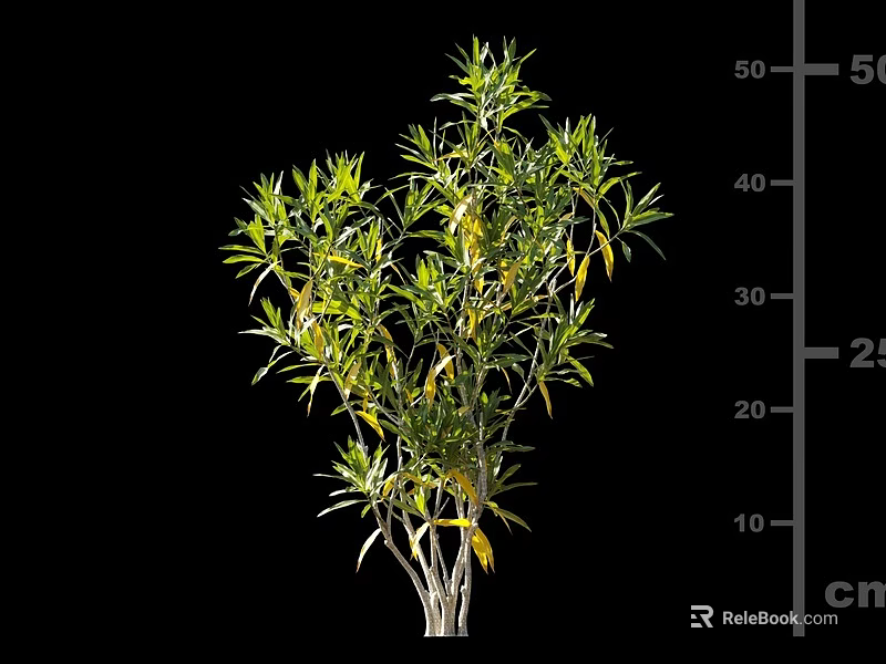Evergreen Shrub With Green Leaves Yellow Tips Slender Stems And 50 Cm Height 3d model 
