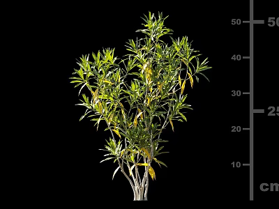 Evergreen Shrub With Green Leaves Yellow Tips Slender Stems And 50 Cm Height 3d model