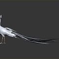 Modern Peacock White Peacock 3d model