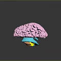 Commercial Equipment 3D Anatomical Brain Model with Colorful Sections for Educational