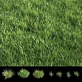 Blooming Flowers and Seasonal Grass Changes in Spring and Summer Scenery