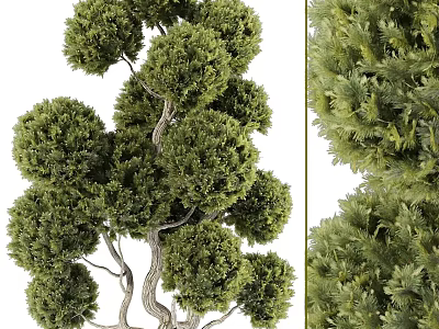 Elegant Arbor Landscape With Lush Green Foliage Rounded Canopy And Unique Branches 3d model