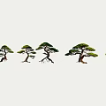 Arbor Bonsai Pine Trees Collection With Different Shapes And Varied Forms 3d model