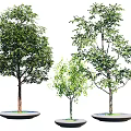 Three Tall Green Arbor Trees Planted in Circular Base Plates on White Background