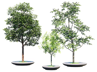Three Tall Green Arbor Trees Planted in Circular Base Plates on White Background 3d model
