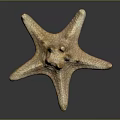 Golden Brown Starfish With Textured Surface On Dark Reflective Background 3d model