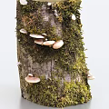 mushroom trunk moss ganoderma lucidum 3d model