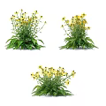 Rudbeckia fulgida Shrub With Yellow Flowers And Green Leaves For Garden Landscape