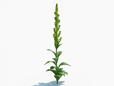 Tall Green Herbaceous Plant With Long Stem Fresh Leaves And Dense Green Flowers 3d model
