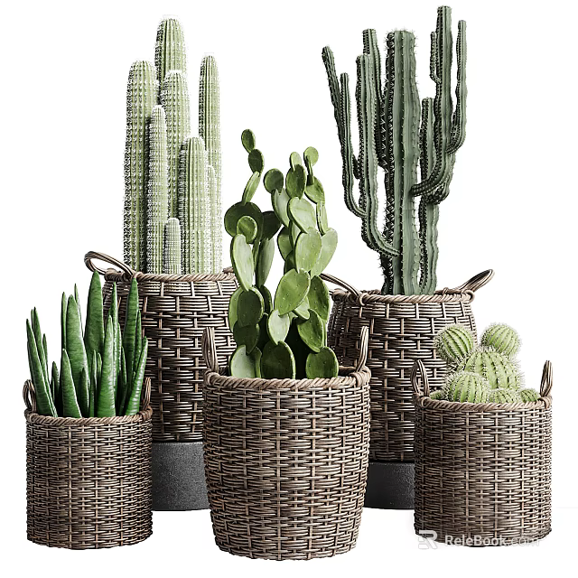 Bonsai Potted Cactus and Succulent Plants With Various Wicker Baskets 3d model 