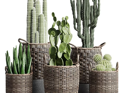 Bonsai Potted Cactus and Succulent Plants With Various Wicker Baskets 3d model