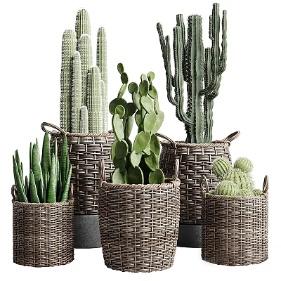 Bonsai Potted Cactus and Succulent Plants With Various Wicker Baskets 3d model